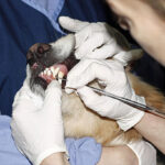 mobile non anesthetic dog teeth cleaning near me