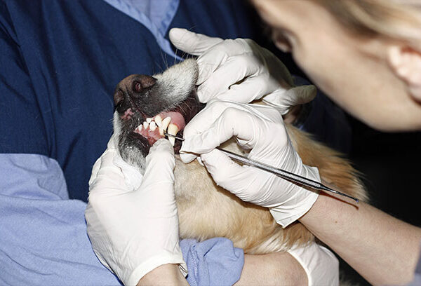 mobile non anesthetic dog teeth cleaning near me