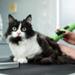 What To Expect From Your Cat Grooming Services?