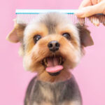 How Does Mobile Pet Grooming Service Work For Your Dog?