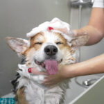 What Should You Ask Before Scheduling A Mobile Doggie Wash?