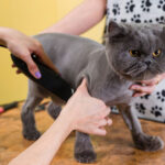 Benefits Of Mobile Cat Grooming Services For Your Fur Ball