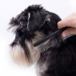 Mobile Doggie Wash: How Does It Help Pet Owners