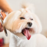 Finding The Right Mobile Pet Grooming Company