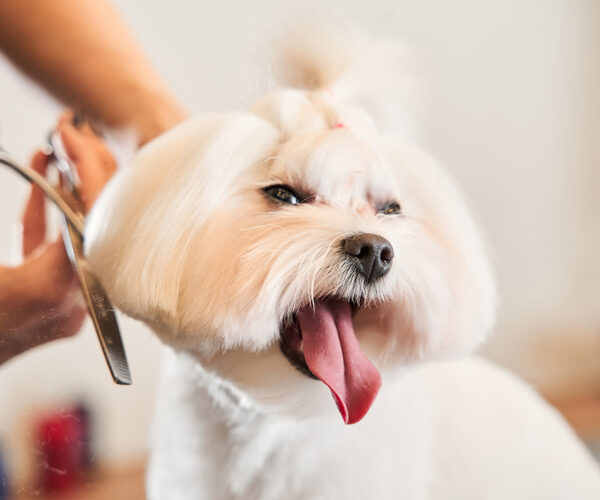 Finding The Right Mobile Pet Grooming Company