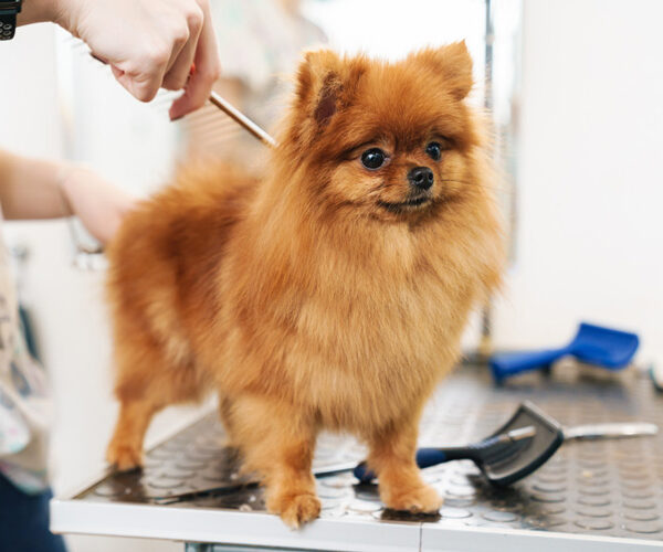 Signs That Your Pet Needs Mobile Dog Grooming
