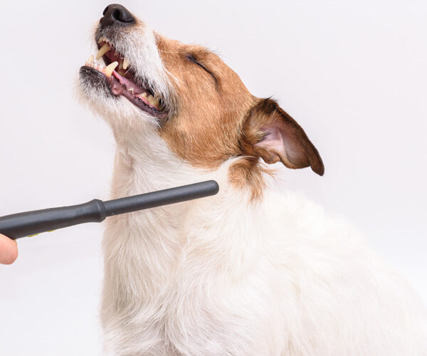 cheap dental cleaning for dogs