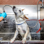 What To Expect From An Affordable Pet Grooming Service?