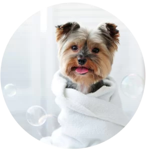 Dog Grooming Services Boca Raton