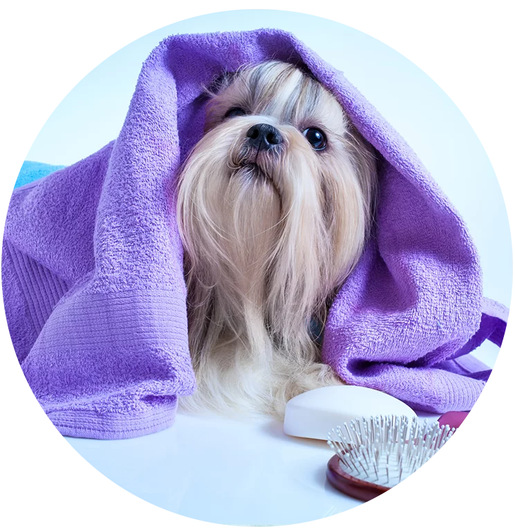 Mobile Pet Grooming Coral Springs