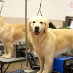 Luxurious Pampering: Tailored Pet Grooming Services For Your Golden Retriever In Fort Lauderdale, Miramar, And Parkland